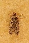 Hofmannophila pseudospretella