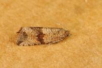 Celypha striana