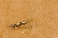 Calybites phasianipennella