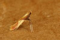 Caloptilia alchimiella