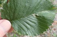 Stigmella ulmivora
