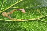 Stigmella ulmivora