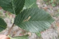 Stigmella ulmivora