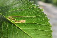 Stigmella ulmivora