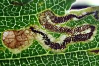 Stigmella