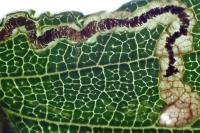 Stigmella