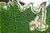 Stigmella ulmivora