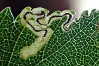 Stigmella ulmivora