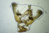 Endothenia marginana