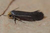 Cephimallota crassiflavella