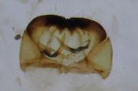 Cephimallota crassiflavella
