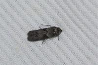 Blastobasis glandulella