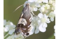Grapholita compositella