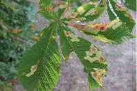 Cameraria ohridella