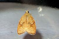 Acleris forsskaleana