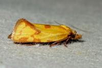 Agapeta hamana