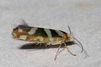 Argyresthia goedartella
