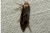 Blastobasis adustella