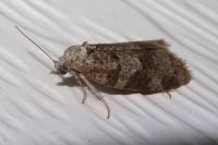 Cnephasia