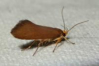 Crassa unitella