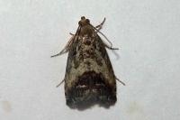 Cydia splendana