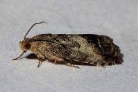Cydia splendana