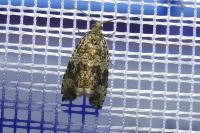 Celypha lacunana