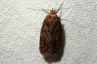 Hofmannophila pseudospretella