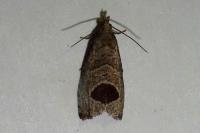 Notocelia uddmanniana