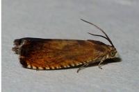 Pammene aurita