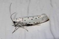 Yponomeuta