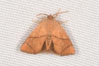 Apoda limacodes