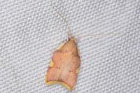 Carcina quercana