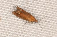 Lathronympha strigana