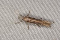 Ypsolopha mucronella