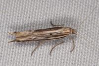 Ypsolopha mucronella