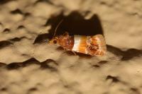 Epinotia festivana