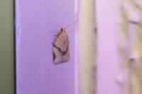 Clepsis consimilana