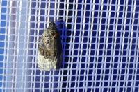 Apotomis betuletana
