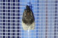 Apotomis betuletana