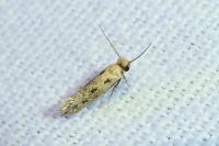 Anomalotinea liguriella