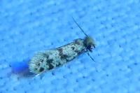 Eumasia parietariella