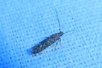 Tuta absoluta