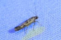 Scythris limbella