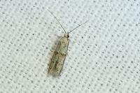 Symmocoides oxybiella