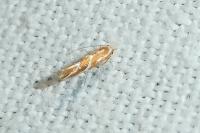 Phyllonorycter millierella