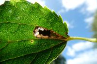 Phyllonorycter millierella