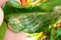 Phyllocnistis citrella