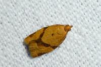 Clepsis consimilana