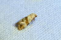 Phalonidia contractana